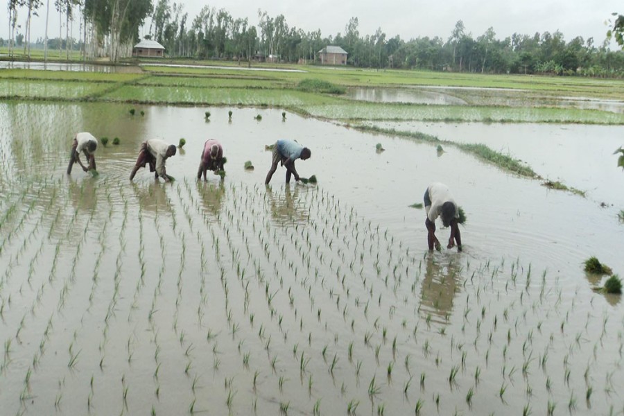 Farmers planting T-Aman seedlings on a land in Adhair union under Badolgachhi upazila of Naogaon on Monday   	—  FE Photo