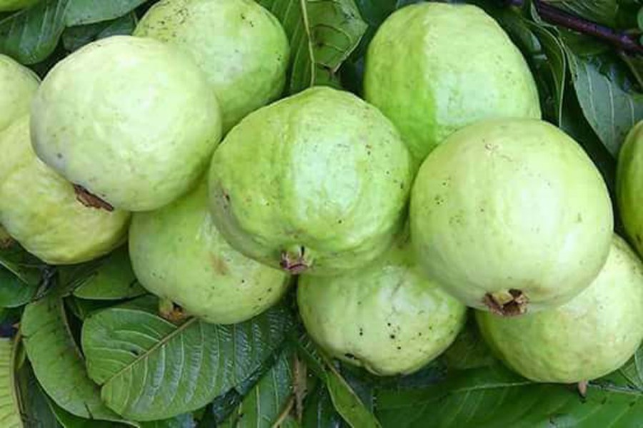 Good guava production brings smile on faces of growers