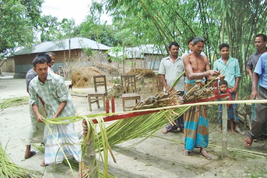 Farmers separating jute fibre from stalks by a ribbon retting device in Nilphamari on Monday      	 	— FE Photo