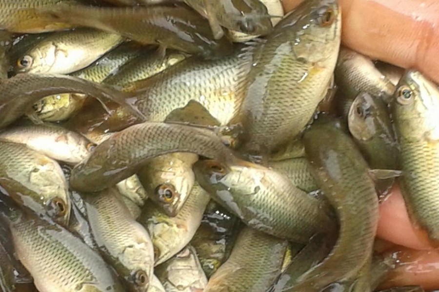 Experts focus on boosting fish production  to improve living standard of rural people