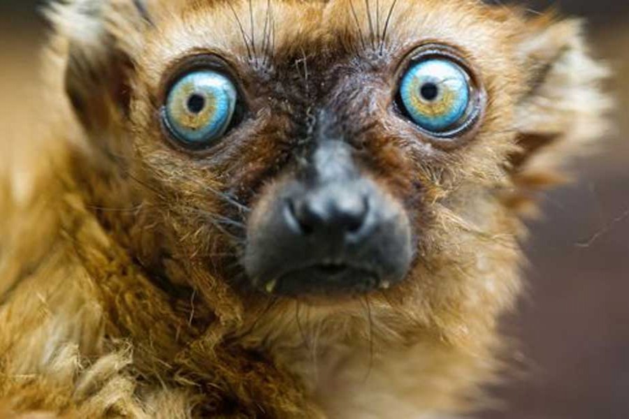 Lemurs on the verge of extinction