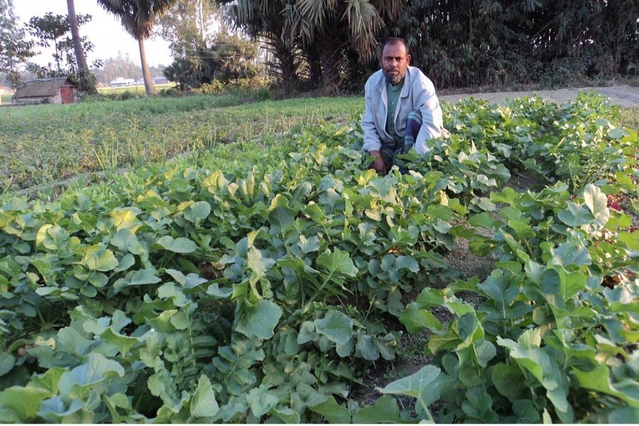 A farmer taking care of his radish field in Jhinai village under Kahaloo upazila of Bogura on Saturday — FE Photo