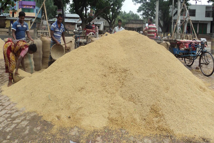 Labourers filling sacks with Boro paddy at a wholesale market on Sunday before transportation to different districts across the country 	— FE Photo