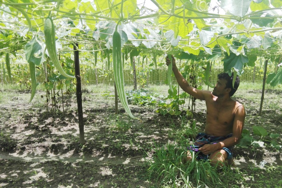 A farmer harvesting snake gourd at his field in Digarkul under Gopalganj Sadar on Sunday    	— FE Photo