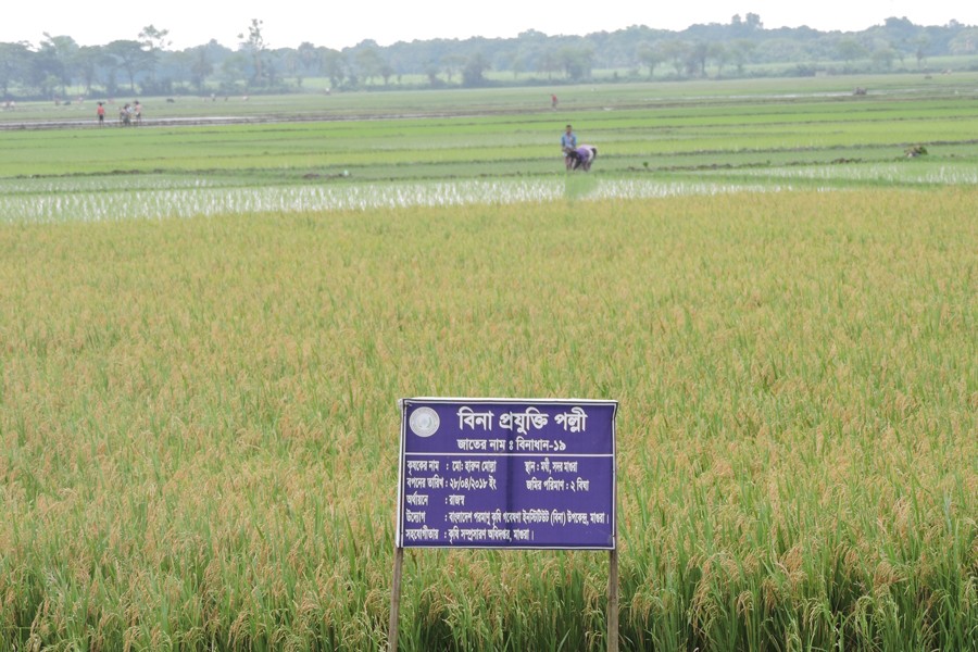 A view of a BINA Dhan-19 paddy field in Moghi village under Magura Sadar   	— FE Photo