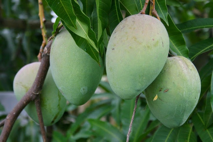 Mango trading in final stage in northern districts