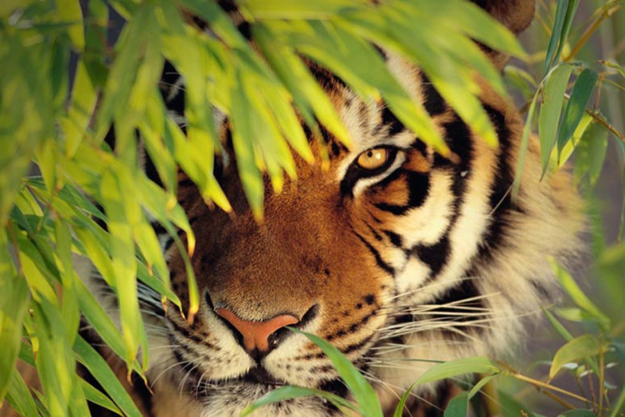 Tigers’ survival, exposure critical in Sundarbans