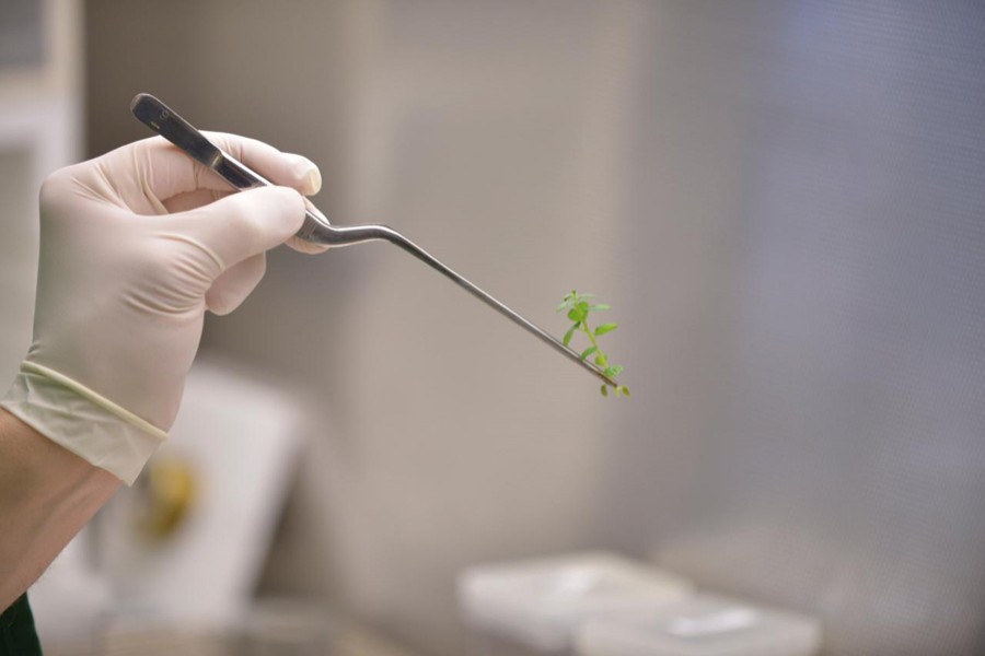 A research scientist examines a soybean plantlet in New Brighton, Minnesota, US, November 1, 2016. Reuters file photo