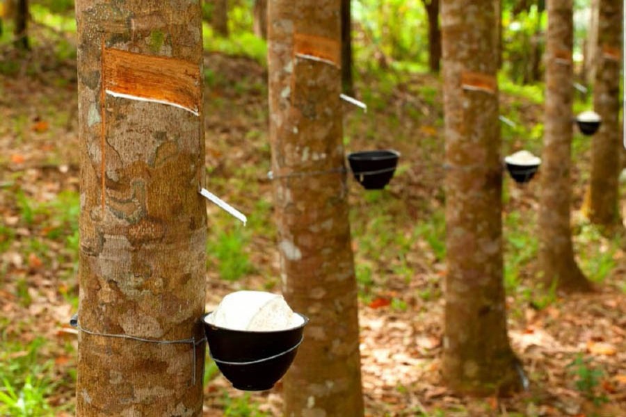 Malaysia's rubber production surges in June