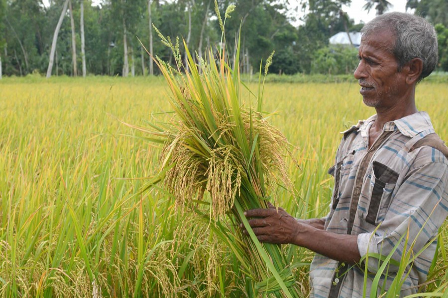 An elderly farmer harvesting Aus paddy in Arkatia village under Dhunot upazila of Bogura on Monday   	— FE Photo