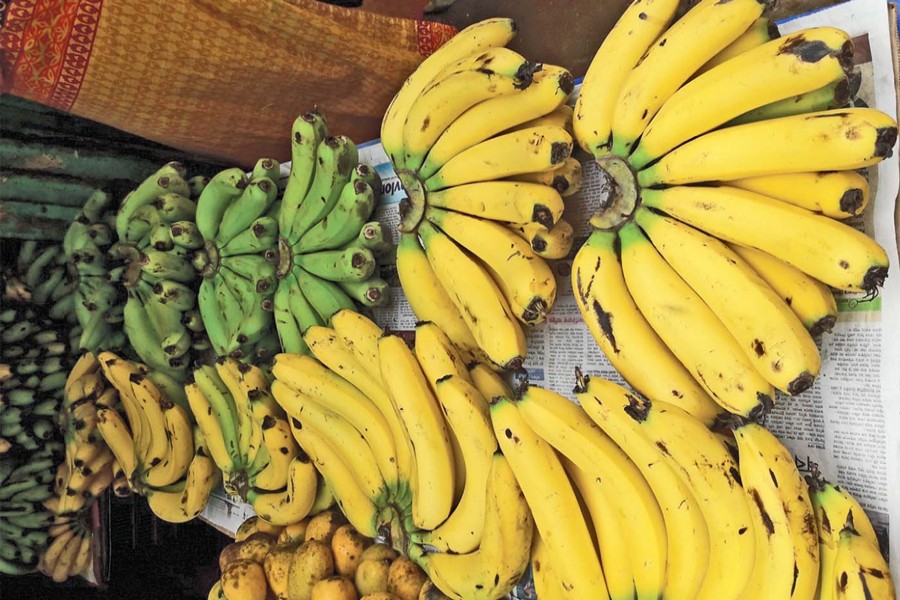 Banana farmers making handsome profit