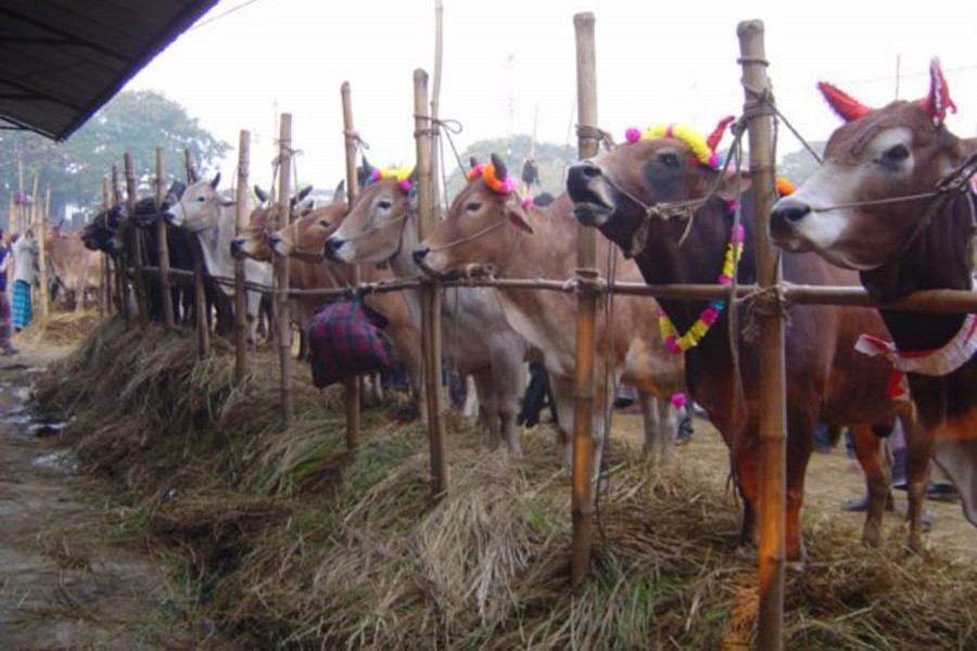 Barisal to set 49 cattle markets ahead of Eid