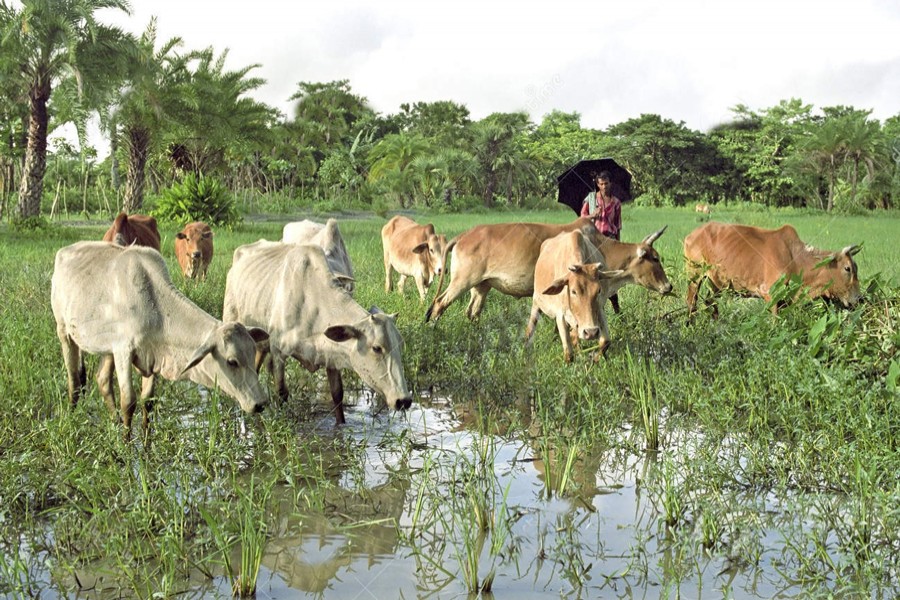 Cattle farmers are working wonder