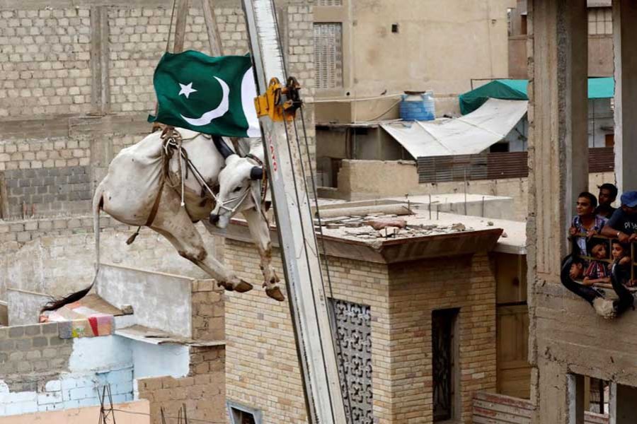 Residents look at a sacrificial cow, as it is descended from a rooftop with the help of a crane, ahead of Eid al-Adha festival in Karachi, Pakistan, August 12, 2018. - Reuters