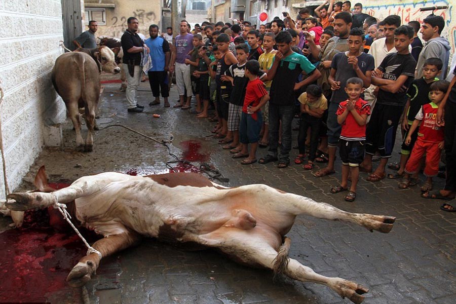 Slaugheter sacrificial animals at 1,054 designated spots