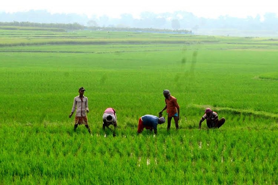 Farmers of Paba upazila of Rajshahi taking care of a Aman field on Thursday  	— FE Photo