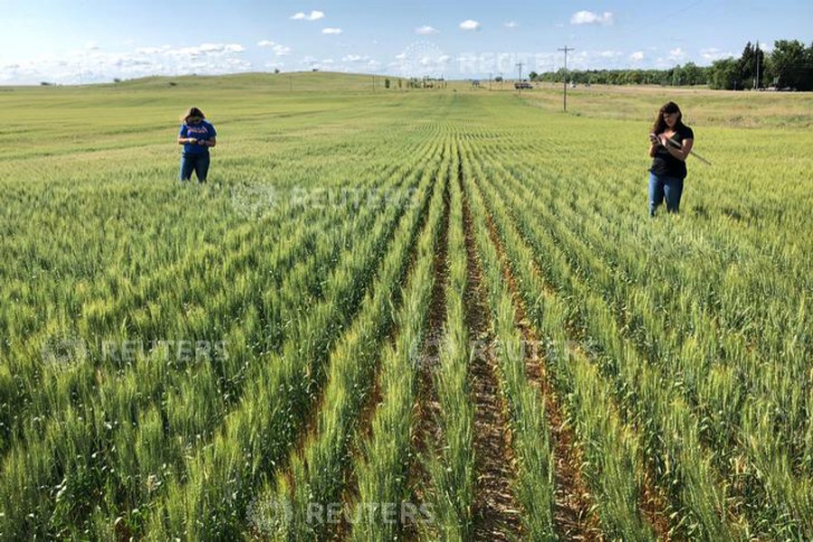 Scouts on a Wheat Quality Council tour checking a spring wheat field in west-central North Dakota, US	— Reuters