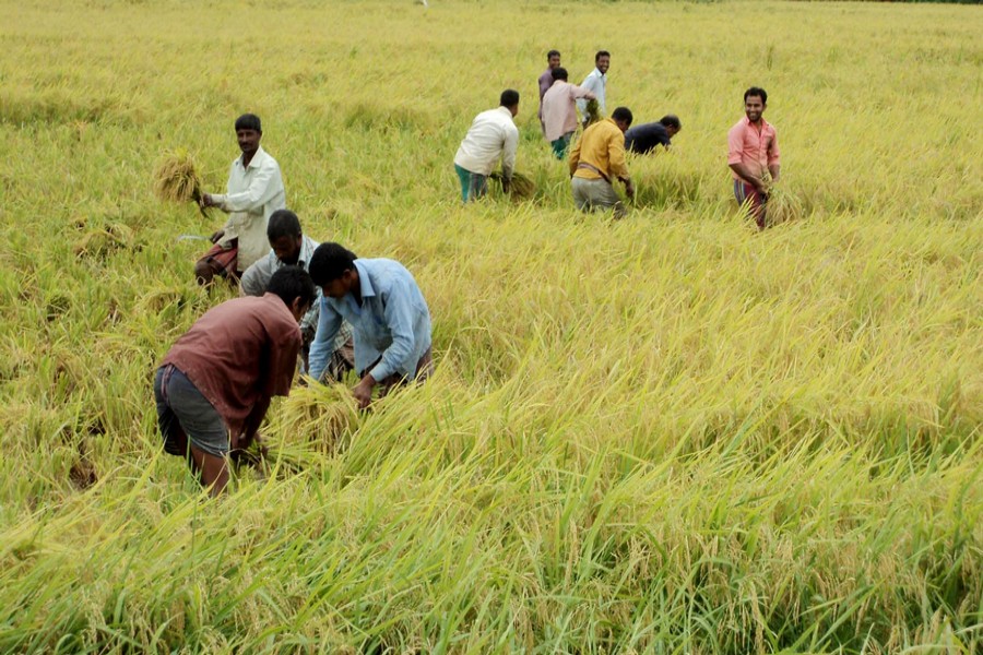 Farm labourers harvesting Parija paddy in a field of Golagari village under Sherpur upazila of Bogura on Tuesday 	— FE Photo