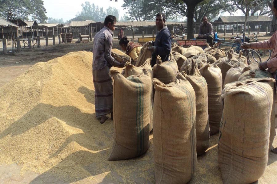 T-Aman paddy being packaged before being sent to the local market in Kazipur of Sirajganj — FE Photo used for representation