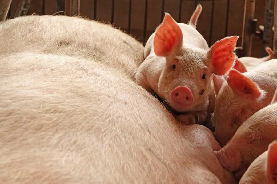 Piglets are seen by a sow at a pig farm in Zhoukou, Henan province, China, June 3, 2018. Reuters/Files