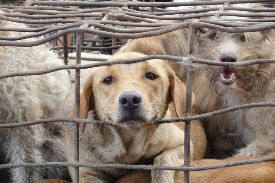 Over 1,000 stores in Vietnam's capital Hanoi still sell dog and cat meat – Photo Courtesy: Soi Dog Foundation