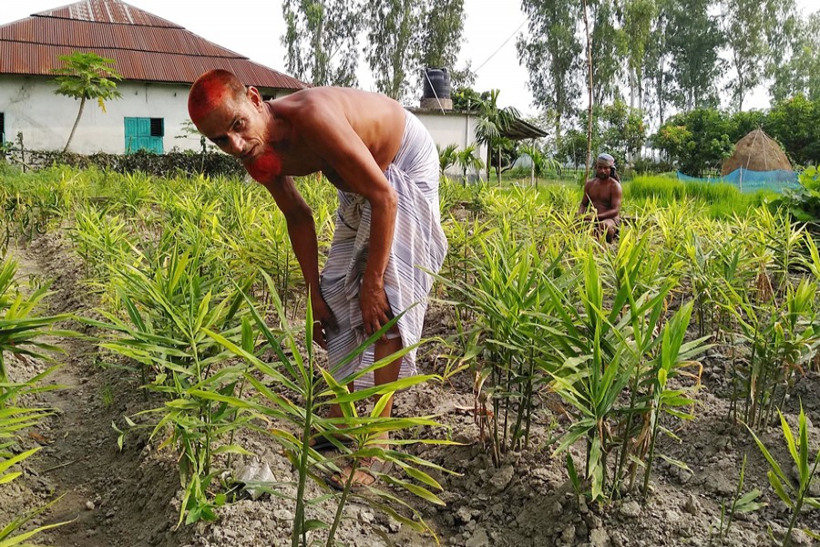 Farmers taking care of a ginger field in Sukhangari village under Dupchanchia upazila of Bogura on Wednesday    	— FE Photo