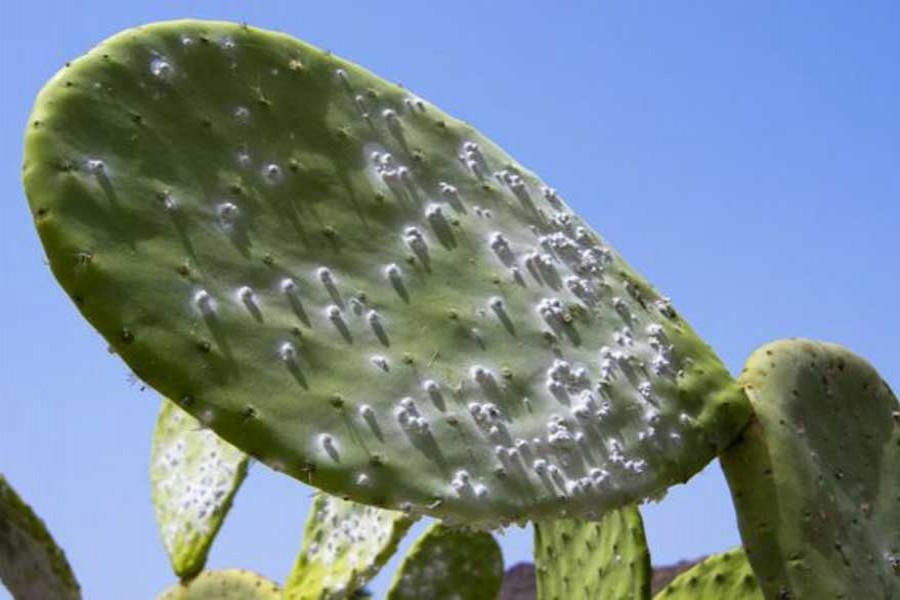 Cactus 'under threat'