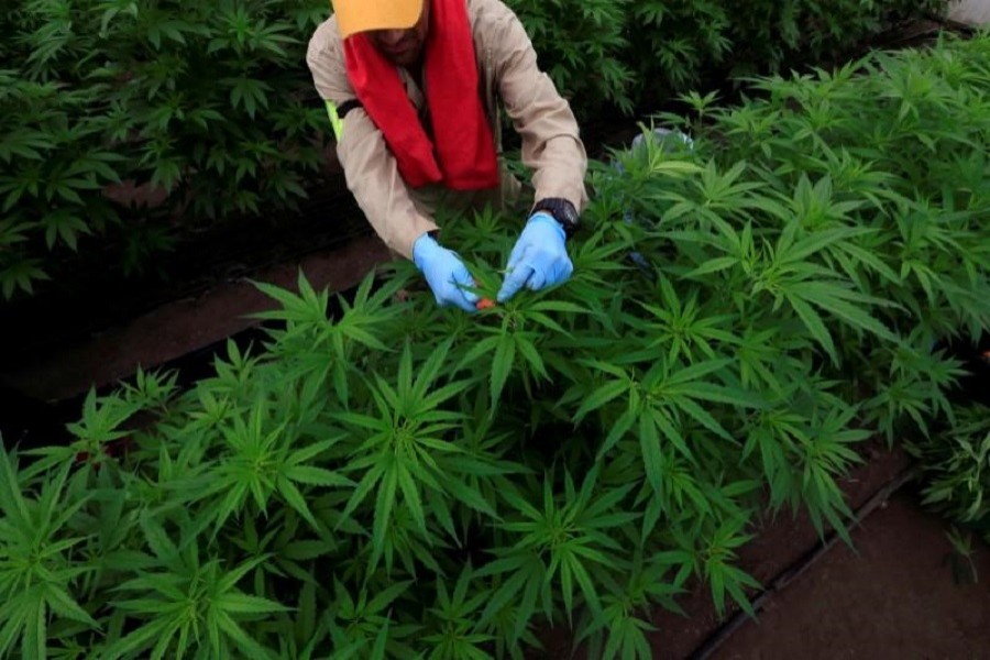 View of a marijuana plant for medicinal use in the Pharmacielo company in Rionegro, Colombia March 2, 2018 - Reuters file photo used for representation