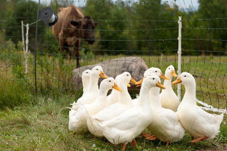 Rearing ducks becomes boon for Rajshahi villagers