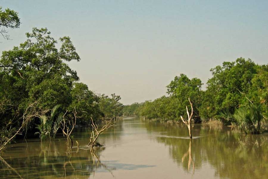 The Sundarbans is the world's largest coastal mangrove forest, straddling the border of India and Bangladesh. The total area of the Sundarbans in Bangladesh is 6,017 Sq kilometres. Photo/Collected