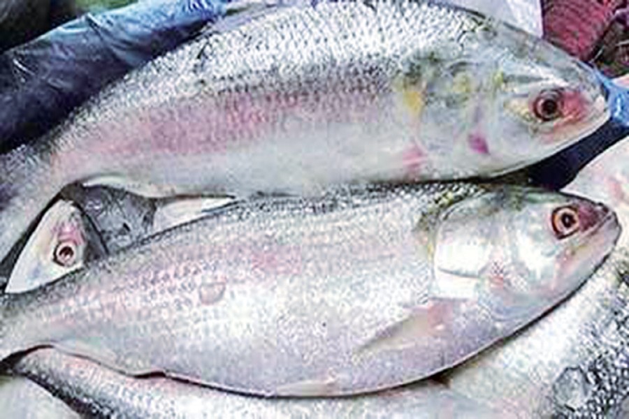 Govt bans hilsa fishing for 22 days from Oct 7