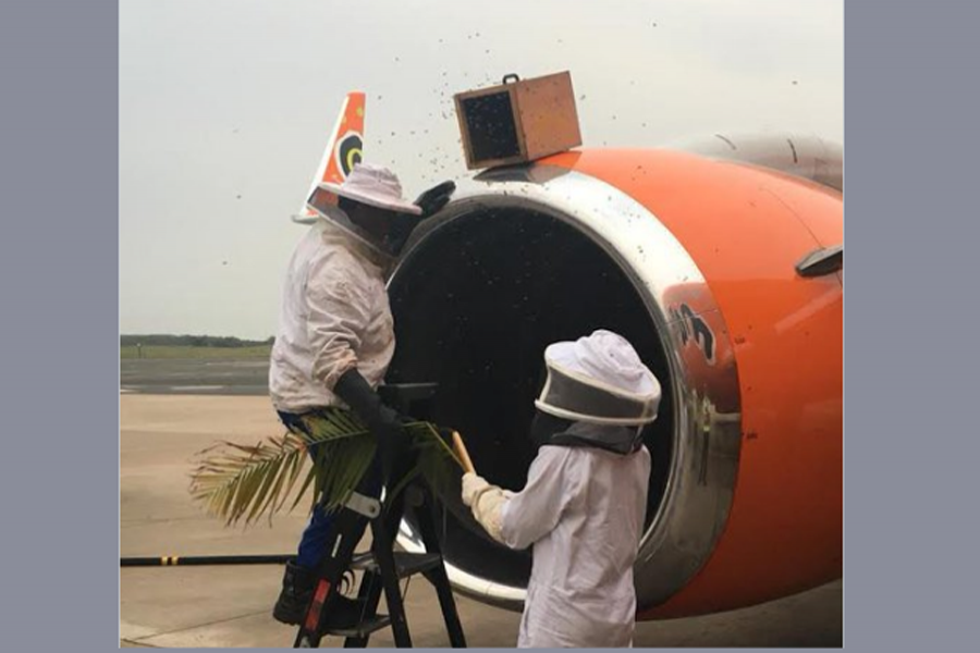 A bee expert says the swarm was probably resting before moving on. Photo: Mango Airlines