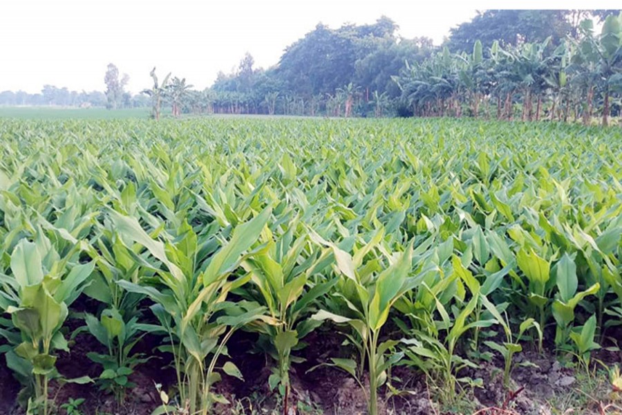 Bumper yield delights Naogaon  turmeric cultivators