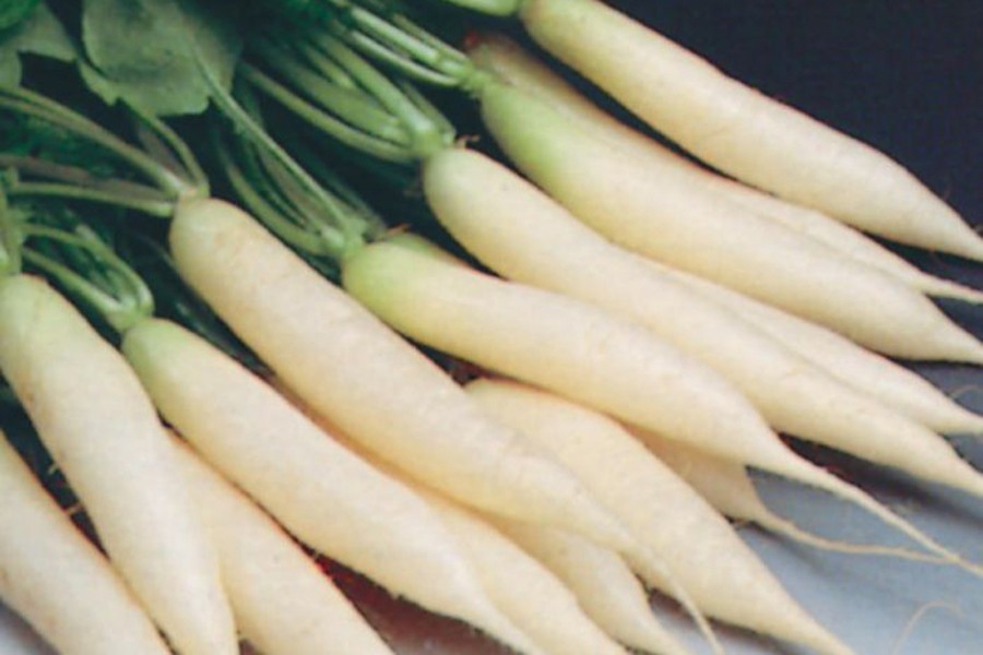 Rangpur growers see good yield  of early cultivated radish