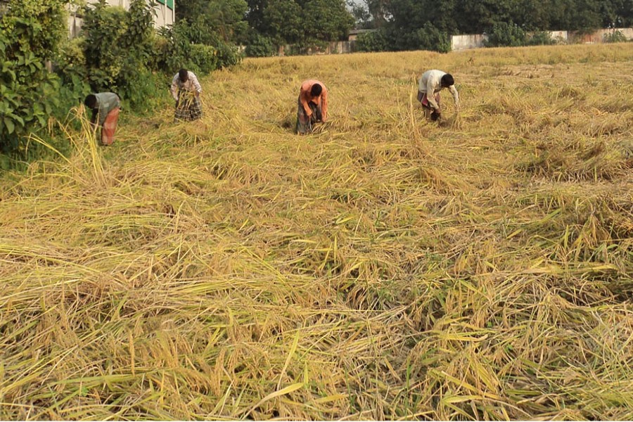 Cultivators harvesting BRRI-62 paddy from a field in Joypurhat on Sunday  	— FE Photo