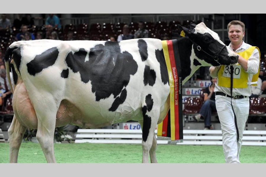 Now beauty pageant for cow      