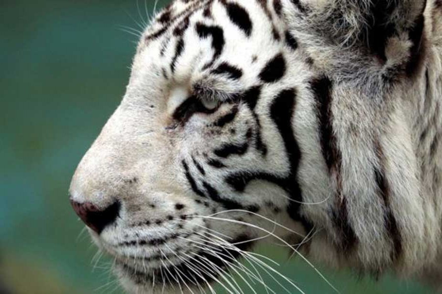 White tiger kills zookeeper in Japan