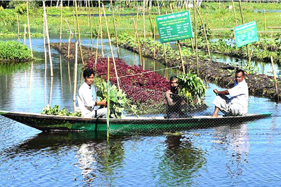 Vegetable growers harvesting their produce from floating beds in Anandanagar area under Pirgachha upazila of Rangpur on Saturday — FE Photo