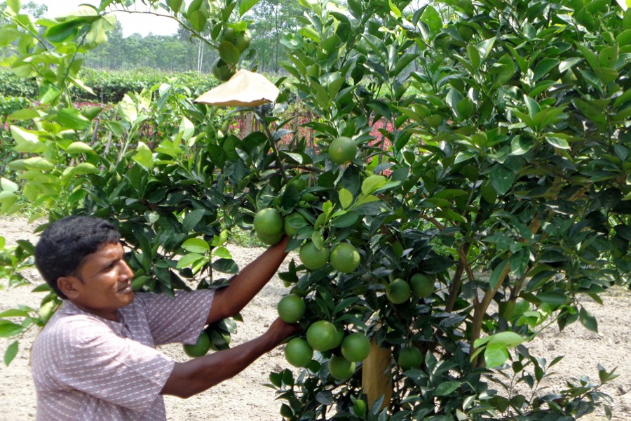 Malta farmer Mamunur Rashid of Parghat village under Mithapukur upazila in Rangpur taking care of a plant at his orchard on Wednesday   	— FE Photo