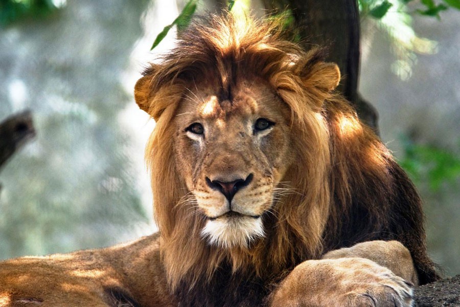 The Indianapolis Zoo's adult male lion named Nyack, which died as the result of injuries inflicted by an adult female lion, is seen in this undated photo released by the zoo in Indianapolis, Indiana, US, October 21, 2018 - Courtesy: Indianapolis Zoo/Handout via Reuters