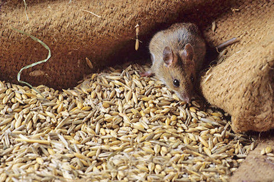 Rats eat up 0.2m tonnes of Aman in Rangpur division every season