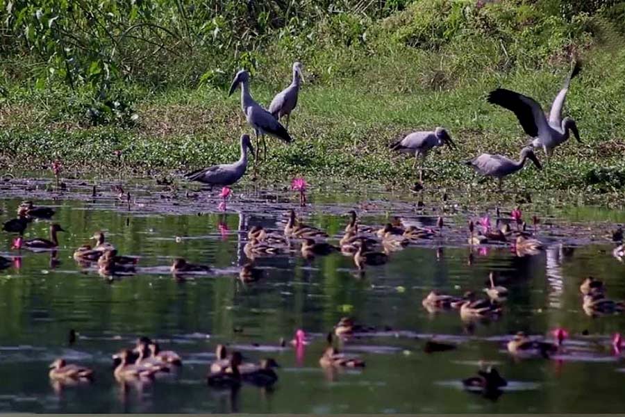 21 species of migratory birds may carry avian virus: Minister