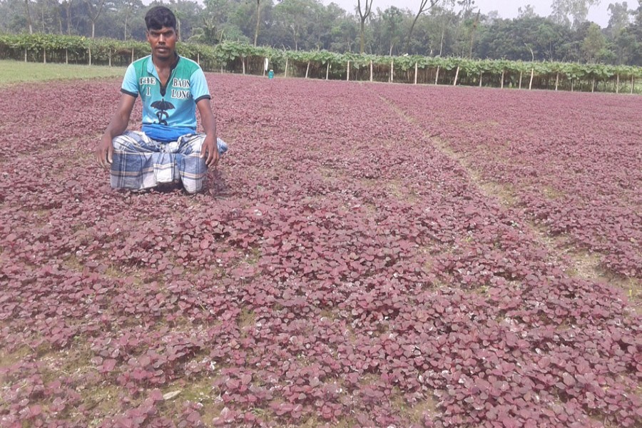 A farmer weeding his red spinach field in Palichara village under Rangpur Sadar on Wednesday    	— FE Photo