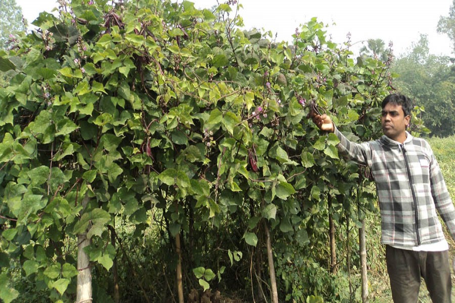 A farmer harvesting bean at his field in Lalpur upazila of Natore on Thursday	— FE Photo