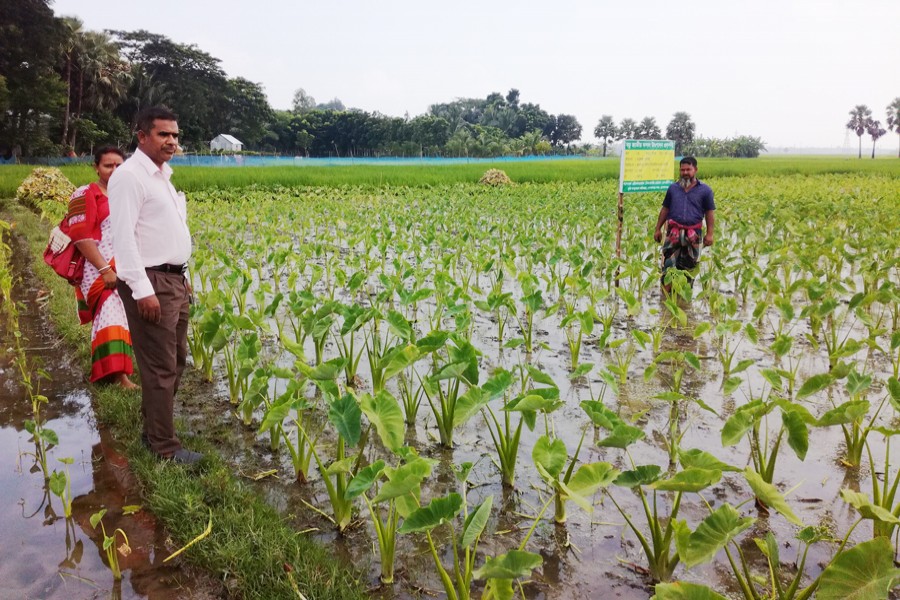 DAE officials talking to an arum grower during a routine field visit to Karpara under Gopalganj Sadar on Sunday  	— FE Photo