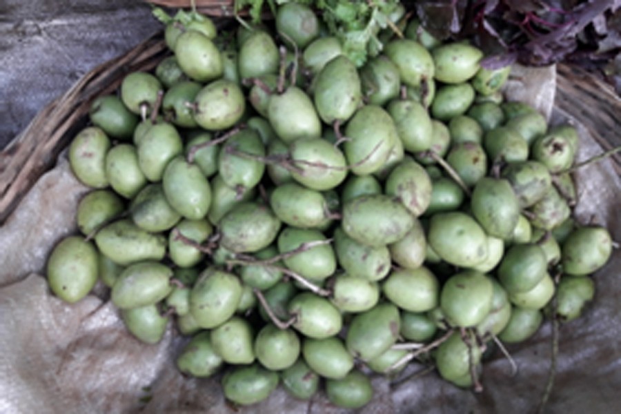 Tangail, Rangpur, Rajshahi olive  growers get fair market prices