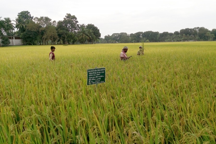 Farm labourers working in a field on the Sadhuhati Foundation Seed Production Farm compound in Dakbangla Bazar under Jhenidah Sadar on Tuesday   	— FE Photo