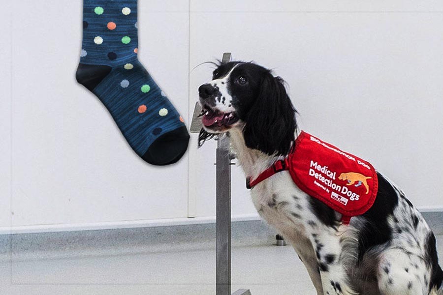 Dogs could detect malaria by sniffing socks: Study