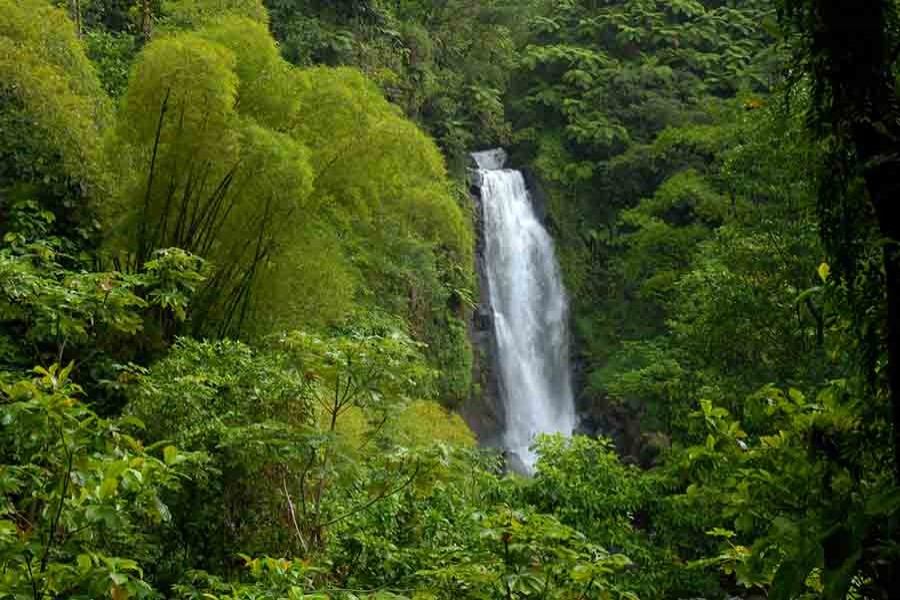 Earth's wilderness areas rapidly vanishing: Report