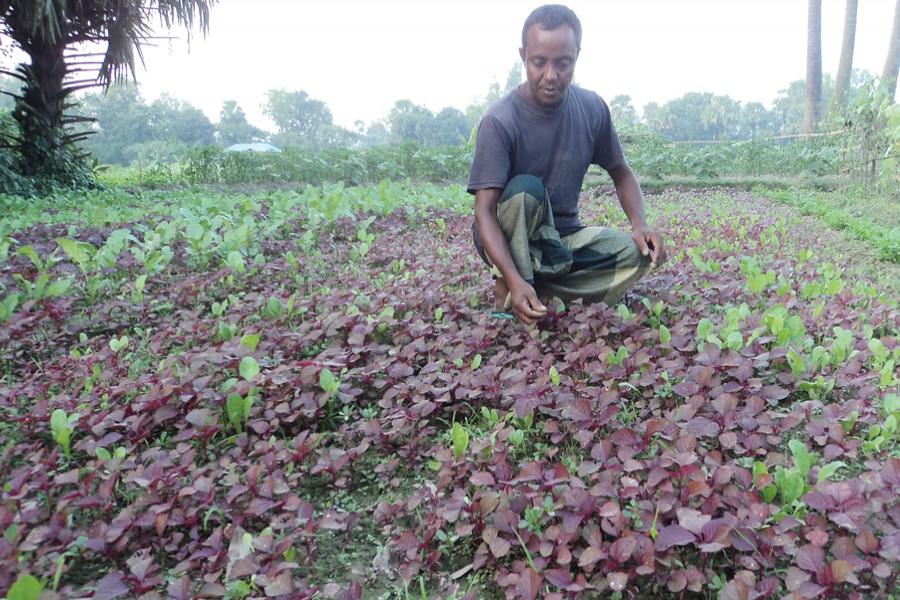 A farmer taking care of his spinach field in Sanjoypur village under Kahaloo upazila of Bogura on Thursday    	— FE Photo